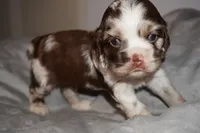 Max , a male Cocker Spaniel for sale in Tulare, CA – 5 of 7
