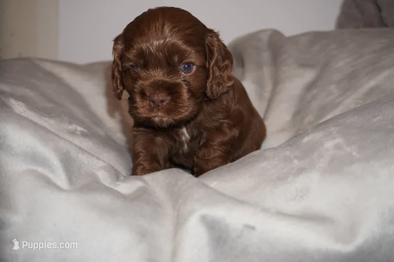 Bleu – Cocker Spaniel puppy for sale in Tulare, CA