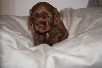 Bleu, a male Cocker Spaniel for sale in Tulare, CA – 1 of 5