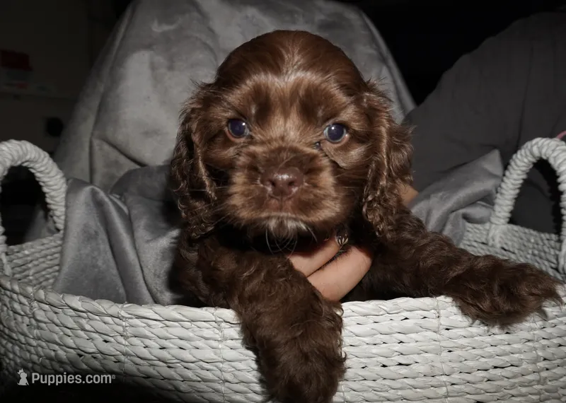 Bleu – Cocker Spaniel puppy for sale in Tulare, CA