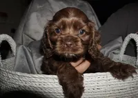 Bleu, a male Cocker Spaniel for sale in Tulare, CA – 3 of 5