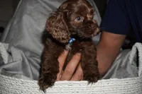 Bleu, a male Cocker Spaniel for sale in Tulare, CA – 4 of 5