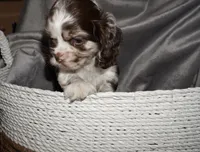 Max , a male Cocker Spaniel for sale in Tulare, CA – 2 of 7