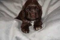 Espresso , a male Cocker Spaniel for sale in Tulare, CA – 2 of 6