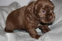 Bleu, a male Cocker Spaniel for sale in Tulare, CA – 2 of 5