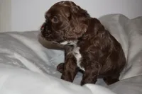 Espresso , a male Cocker Spaniel for sale in Tulare, CA – 4 of 6