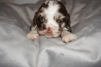 Max , a male Cocker Spaniel for sale in Tulare, CA – 4 of 7
