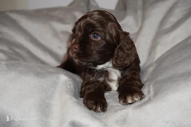Espresso  – Cocker Spaniel puppy for sale in Tulare, CA