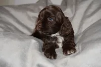 Espresso , a male Cocker Spaniel for sale in Tulare, CA – 1 of 6