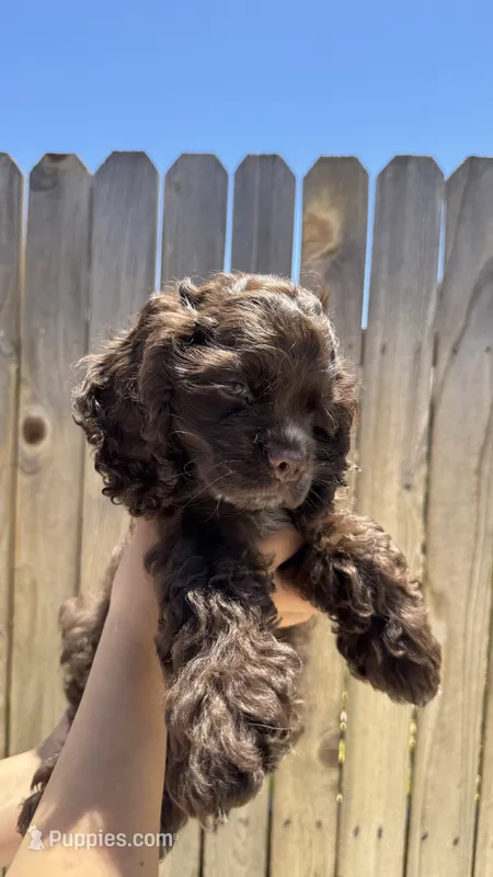 Espresso  – Cocker Spaniel puppy for sale in Tulare, CA