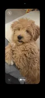 Prince, a male Maltipoo for sale in Nashville, TN – 9 of 9