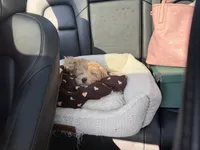 Prince, a male Maltipoo for sale in Nashville, TN – 4 of 9