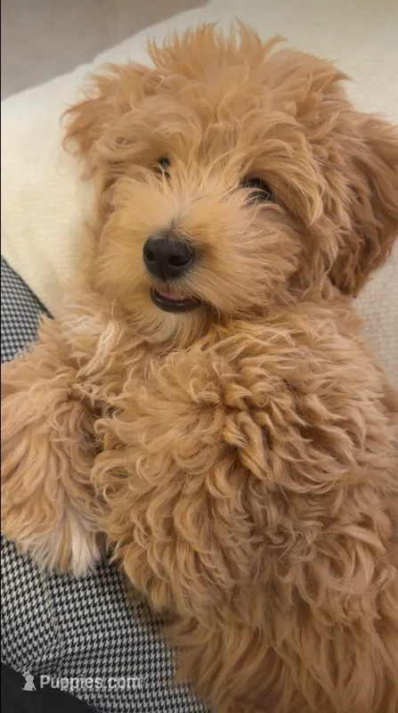 Prince – Maltipoo puppy for sale in Nashville, TN