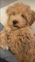 Prince, a male Maltipoo for sale in Nashville, TN – 1 of 9