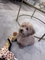 Prince, a male Maltipoo for sale in Nashville, TN – 5 of 9