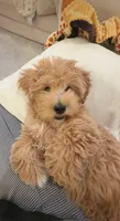 Prince, a male Maltipoo for sale in Nashville, TN – 2 of 9