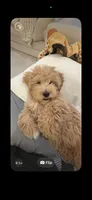 Prince, a male Maltipoo for sale in Nashville, TN – 8 of 9