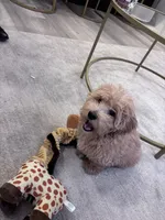 Prince, a male Maltipoo for sale in Nashville, TN – 7 of 9