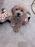 Prince, a male Maltipoo for sale in Nashville, TN – 6 of 9