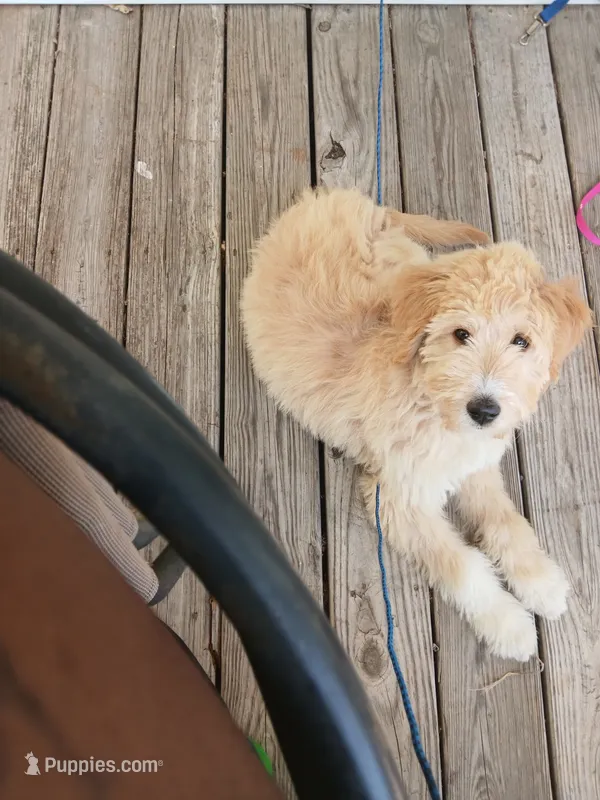 Jojo – Goldendoodle puppy for sale in Tuscaloosa, AL