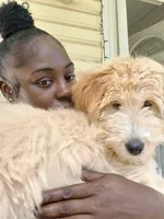 Jojo, a female Goldendoodle for sale in Tuscaloosa, AL – 2 of 8