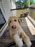 Jojo, a female Goldendoodle for sale in Tuscaloosa, AL – 7 of 8