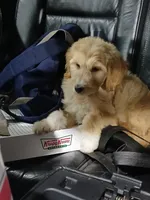 Jojo, a female Goldendoodle for sale in Tuscaloosa, AL – 3 of 8