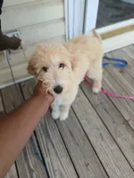Jojo, a female Goldendoodle for sale in Tuscaloosa, AL – 6 of 8