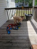 Jojo, a female Goldendoodle for sale in Tuscaloosa, AL – 8 of 8