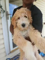 Jojo, a female Goldendoodle for sale in Tuscaloosa, AL – 5 of 8