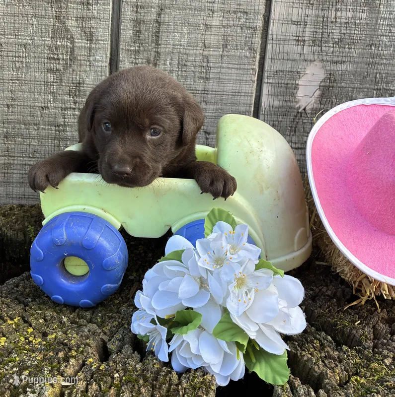 chocolate girl#5 – Labrador Retriever puppy for sale in Portland, IN