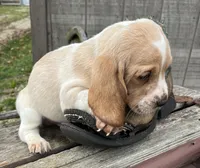 Basset Boy1, a male Basset Hound for sale in Portland, IN – Photo 2 of 3