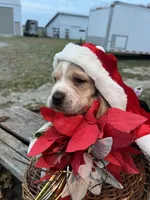 Basset Boy1, a male Basset Hound for sale in Portland, IN – Photo 3 of 3