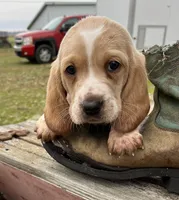 Basset Boy1, a male Basset Hound for sale in Portland, IN – Photo 1 of 3
