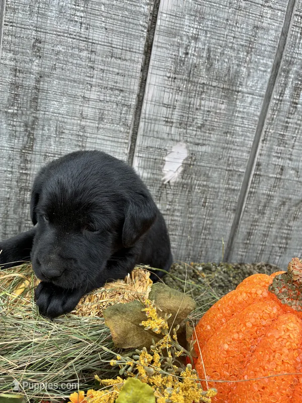 Black Girl 2 – Labrador Retriever puppy for sale in Portland, IN
