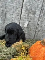 Black Girl 2, a female Labrador Retriever for sale in Portland, IN – 1 of 1