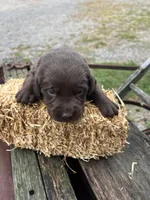 Girl 3, a female Labrador Retriever for sale in Portland, IN – Photo 2 of 3
