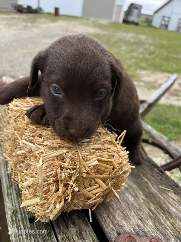 Girl 3, a female Labrador Retriever for sale in Portland, IN – Photo 1 of 3