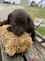 Girl 3, a female Labrador Retriever for sale in Portland, IN – Photo 1 of 3