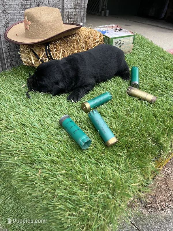 black boy #1 – Labrador Retriever puppy for sale in Portland, IN