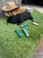black boy #1, a male Labrador Retriever for sale in Portland, IN – 1 of 1