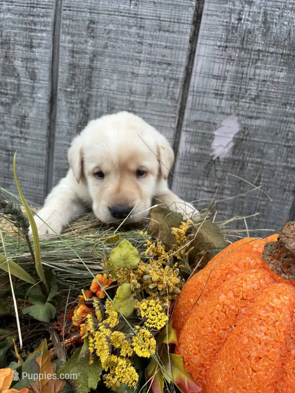 White Girl3 – Labrador Retriever puppy for sale in Portland, IN