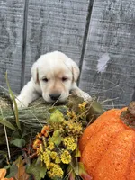 White Girl3, a female Labrador Retriever for sale in Portland, IN – 1 of 1