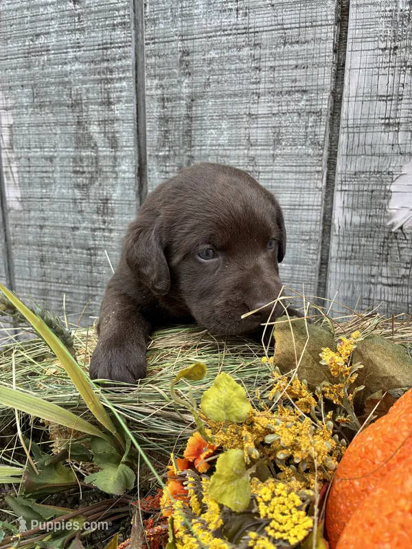 Chocolate Girl4 – Labrador Retriever puppy for sale in Portland, IN