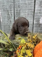 Chocolate Girl4, a female Labrador Retriever for sale in Portland, IN – 1 of 1