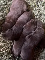 Boy 2, a male Labrador Retriever for sale in Portland, IN – Photo 3 of 3