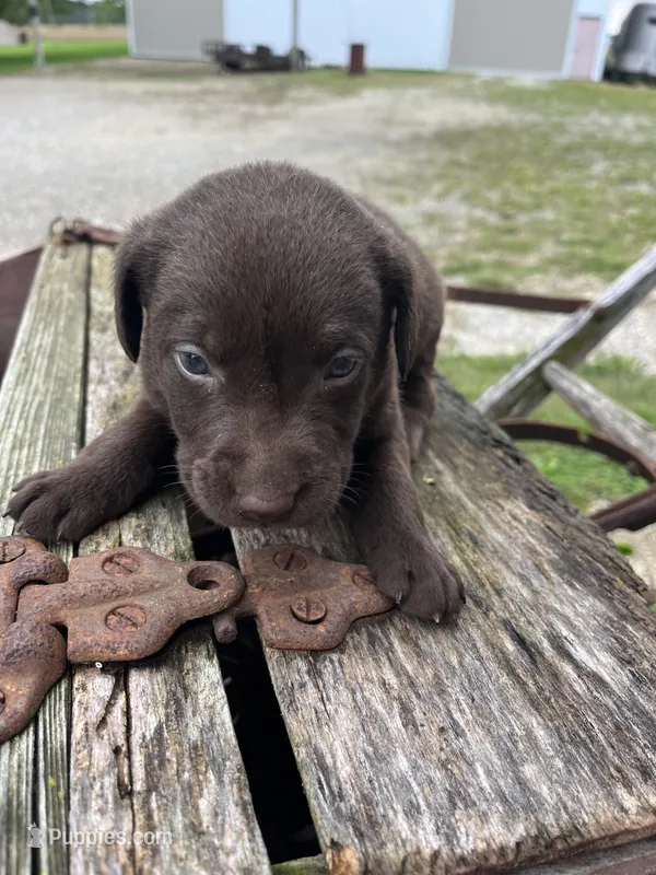 Boy 2, a male Labrador Retriever for sale in Portland, IN – Photo 1 of 3