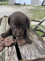 Boy 2, a male Labrador Retriever for sale in Portland, IN – Photo 1 of 3