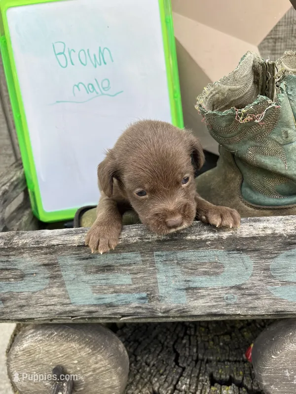 JackaPoo -m1, a male Jack Russell Terrier and Poodle - Toy  for sale in Portland, IN – Photo 1 of 3