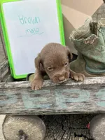JackaPoo -m1, a male Jack Russell Terrier and Poodle - Toy  for sale in Portland, IN – Photo 1 of 3